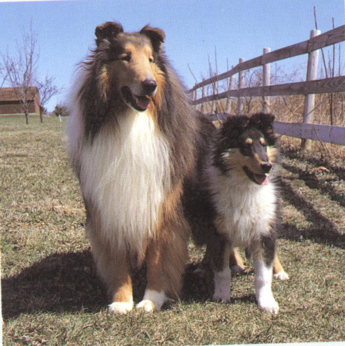 best rough collie breeders